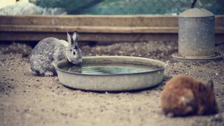 Rabbit drinking water