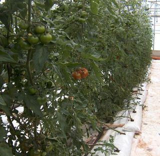 Tomatoes (Carson hybrid) growing hydroponically at the Professional Institute of Agriculture and Environment 'Cettolini' of Caglairi (Sardinia, Italy).