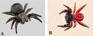 A new species of ladybird spider (Eresus hermani). Researchers found the female (A) and the male (B) in Hungary.