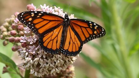 Monarch butterfly (Danaus plexippus) on a milkweed plant flower in Ontario, Canada.