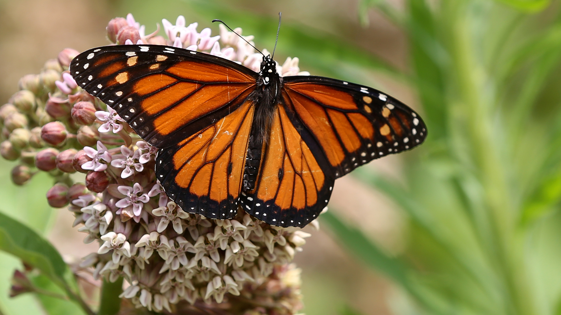 Monarch Butterflies Teetering on The Edge Of Collapse Added To Monarch Butterflies Teetering on The Edge Of Collapse Added To