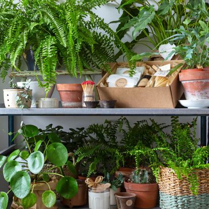 Houseplants including ferns, Chinese money and cactus plant on potting bench