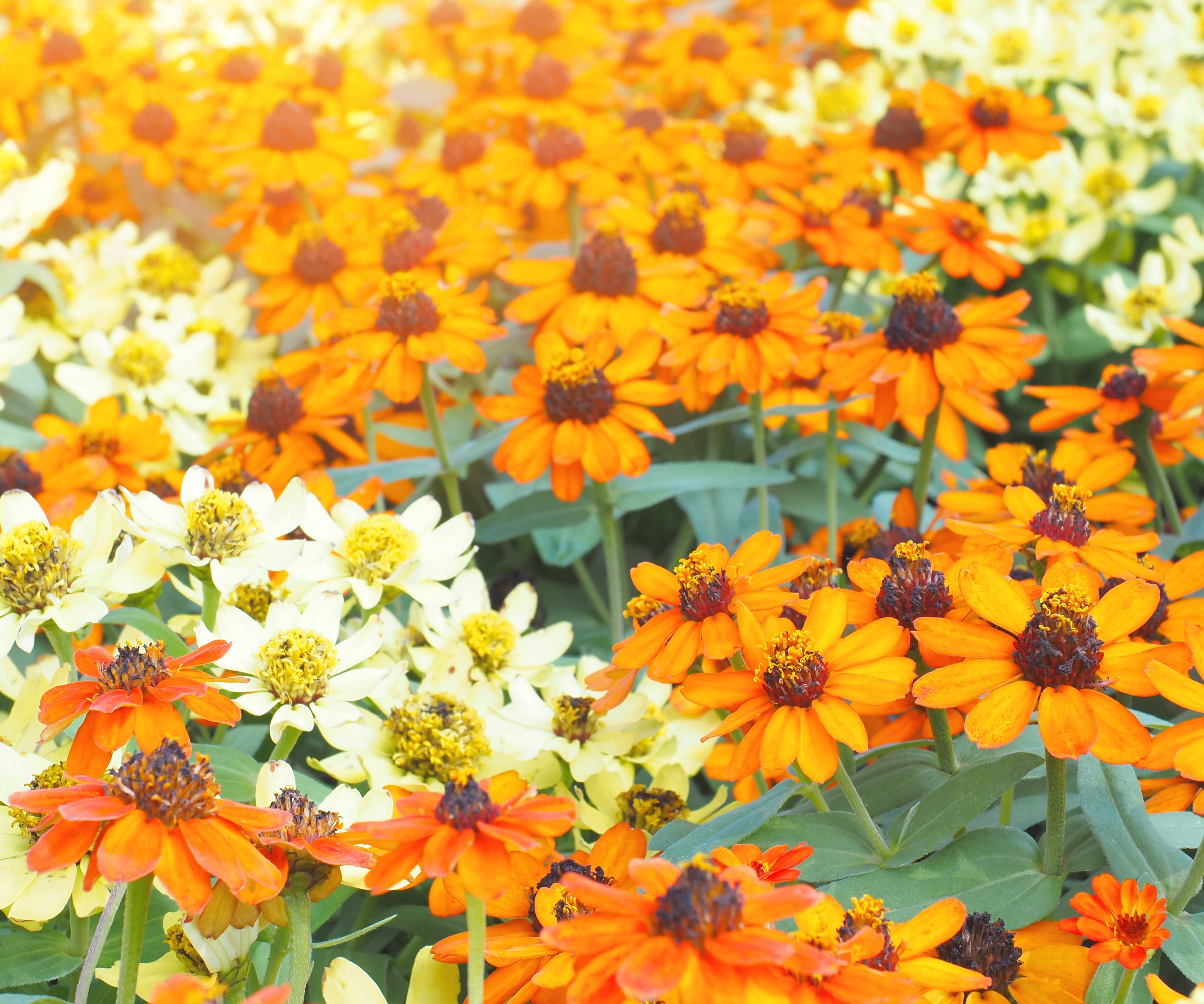 orange and white daisy flowers in garden border