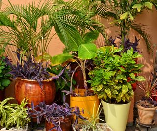 tropical plants in backyard containers