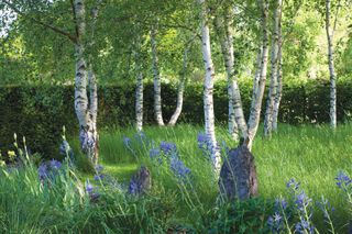meadow with silver birch trees