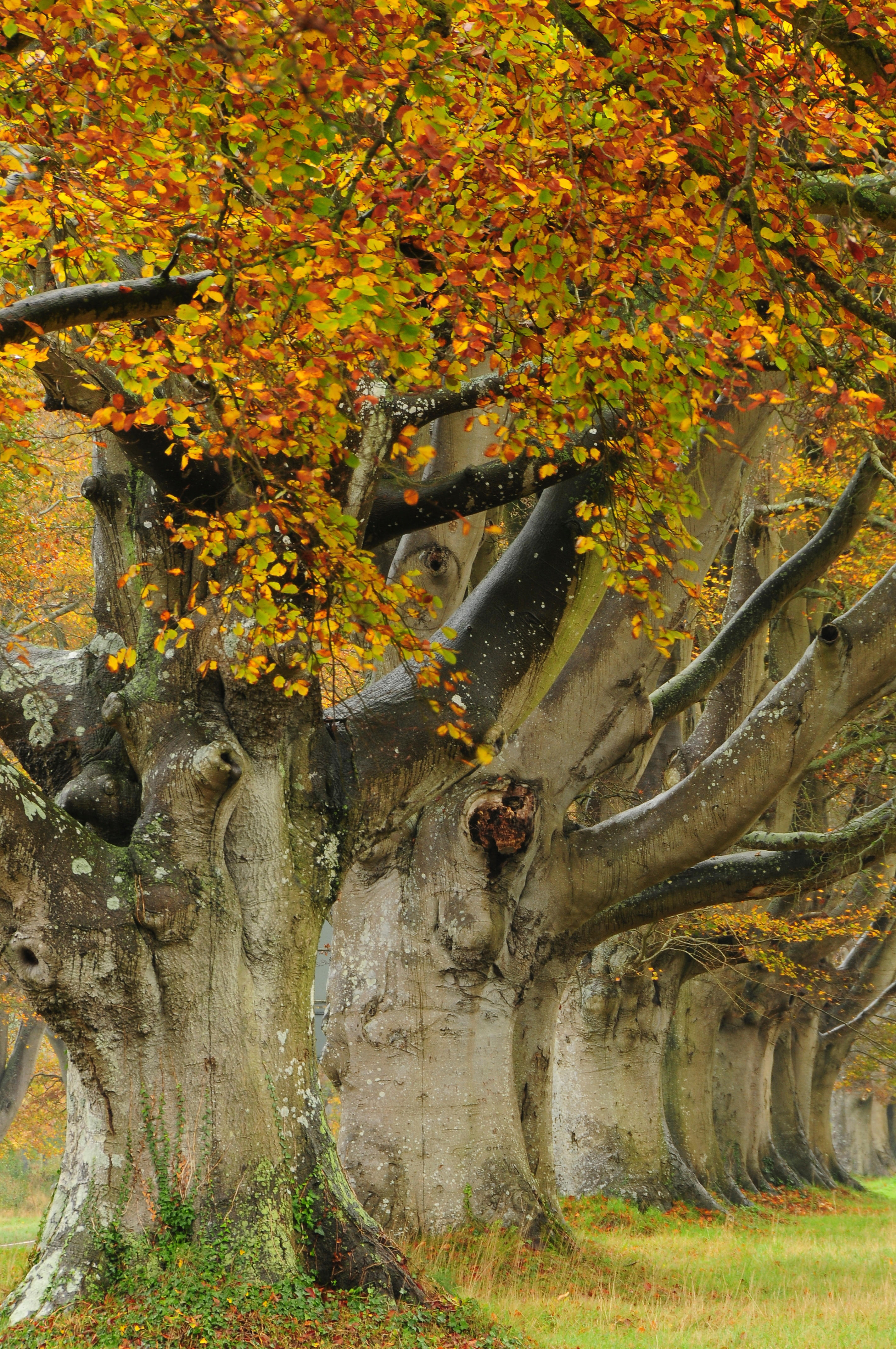 Boulevard of autumn trees