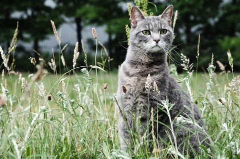 China Cat? Ancient Chinese May Have Domesticated Felines | Live Science