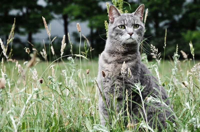 A cat in a field