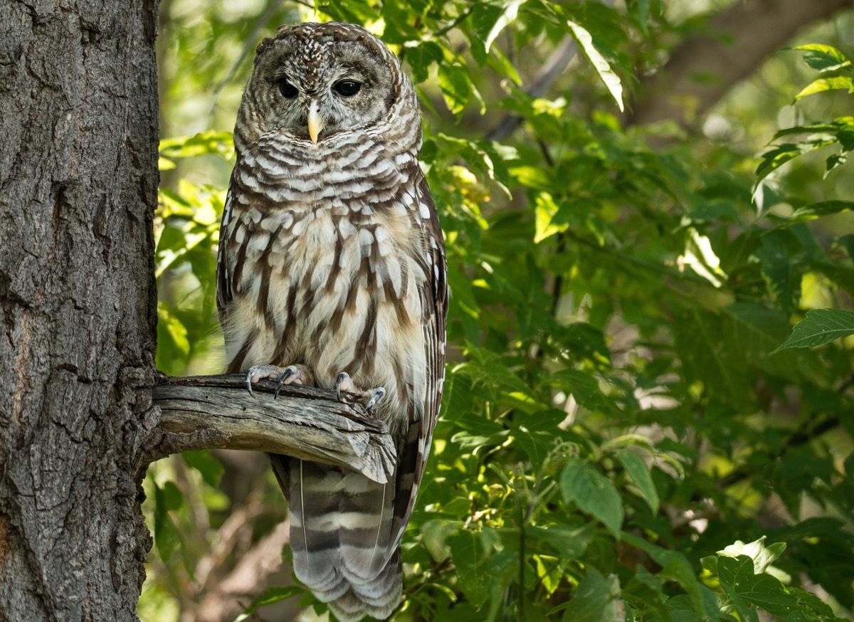 A Northern spotted owl on a tree branch.