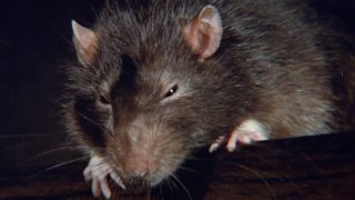 Rat from Willard
