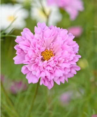 Cosmos bipinnatus ‘Double Click Rose Bonbon’