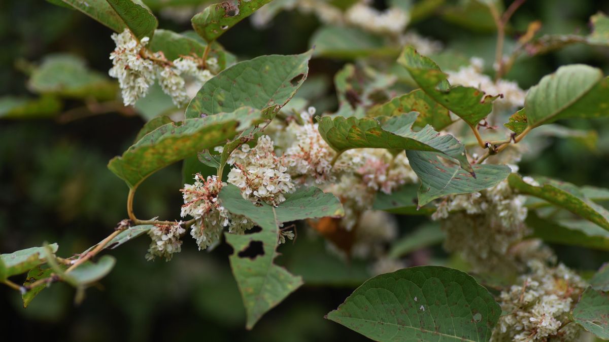 japanese knotweed plants