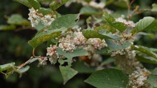 japanese knotweed plants