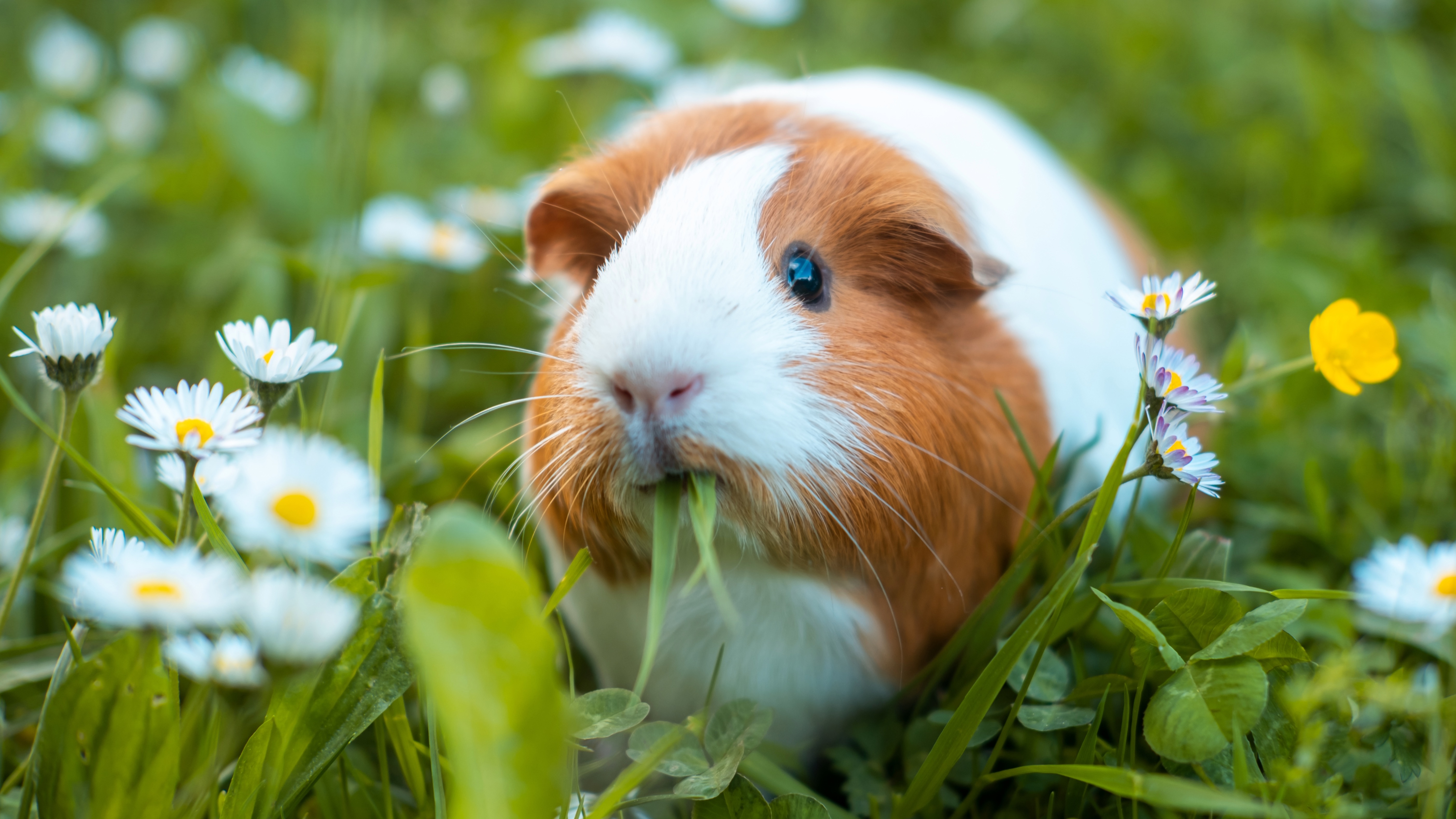 Guinea Pig eating grass in the garden