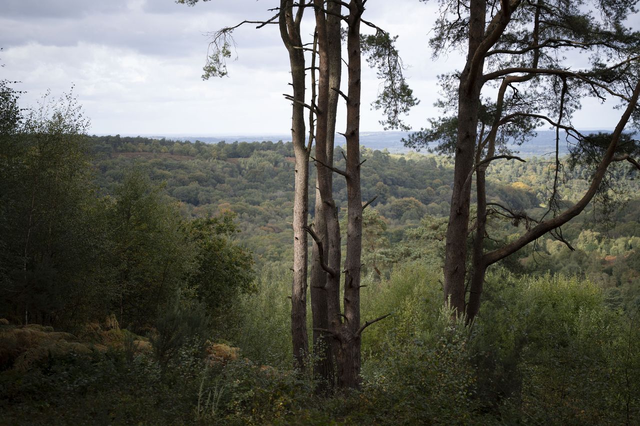 Nikon Z 24-70mm f/2.8 S II sample gallery: pine trees and an expansive vista