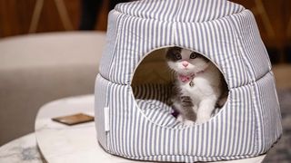 How to choose the right cat bed