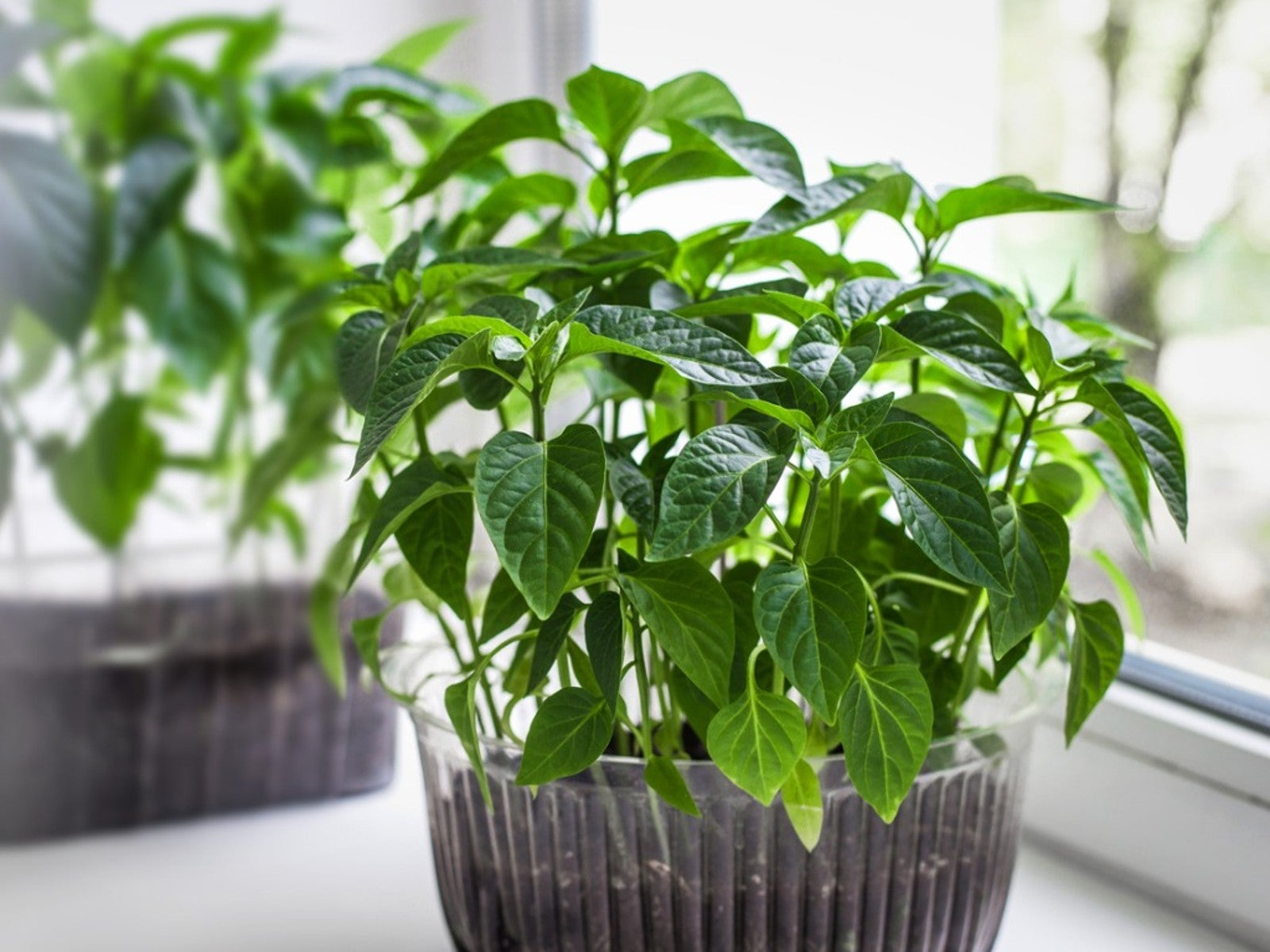 Growing peppers indoors with deals grow lights