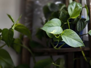 Pothos by a windowsill