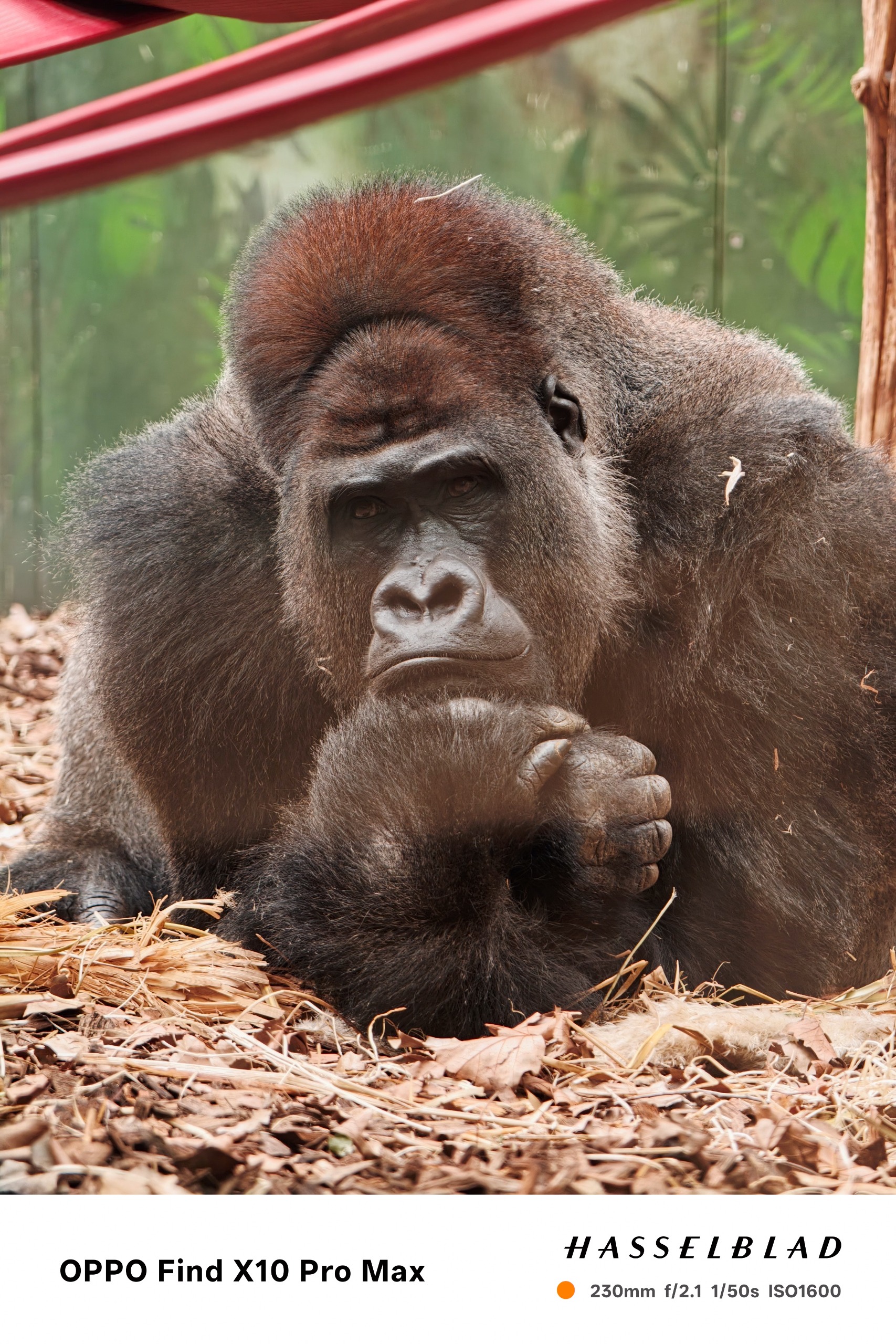 Gorilla resting on the ground with its hands folded beneath its chin.