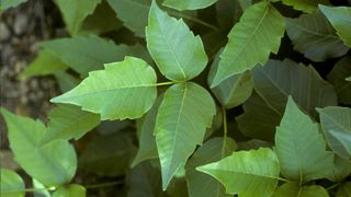 Poison ivy can cause a nasty rash upon contact