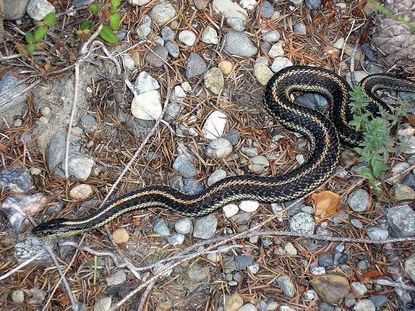 Black Snake In A Garden