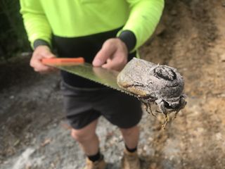 This giant wood moth was found at a construction site of a school building in Australia.