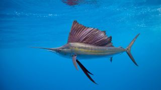 A photo of a sailfish swimming underwater off Isla Mujeres in the Caribbean Sea.