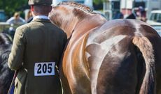 How to get involved in showing &ndash; Quarter marks on a horse: final countdown to show day
