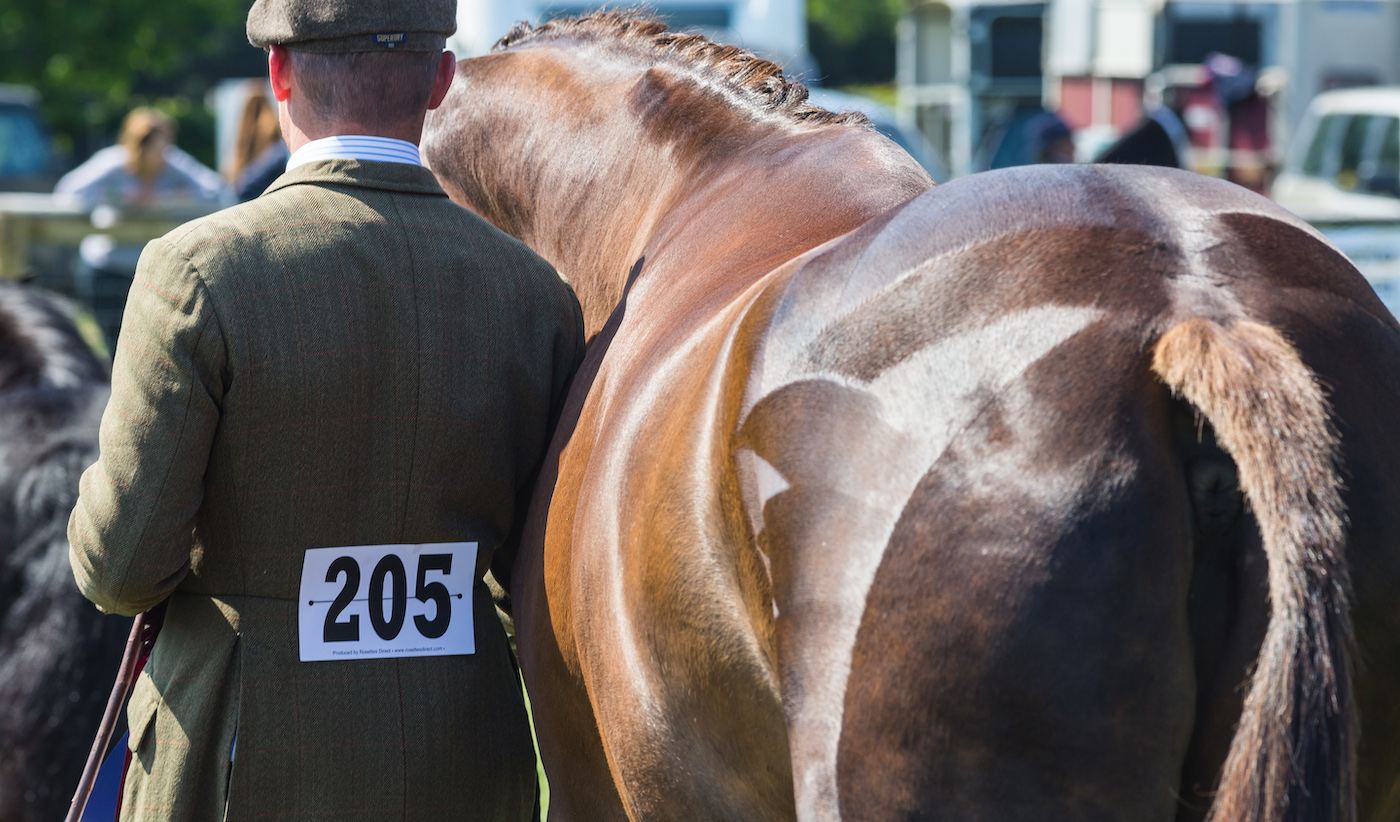 How to get involved in showing &ndash; Quarter marks on a horse: final countdown to show day