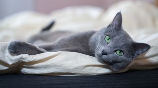 close up of a Russian bue cat laying on a bed