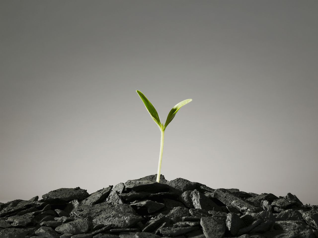 Seedling growing in pile of coal