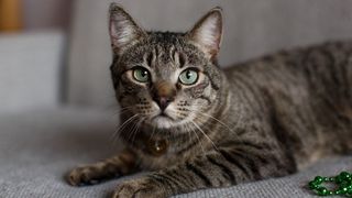 Striped grey cat with green eyes sitting on a sofa