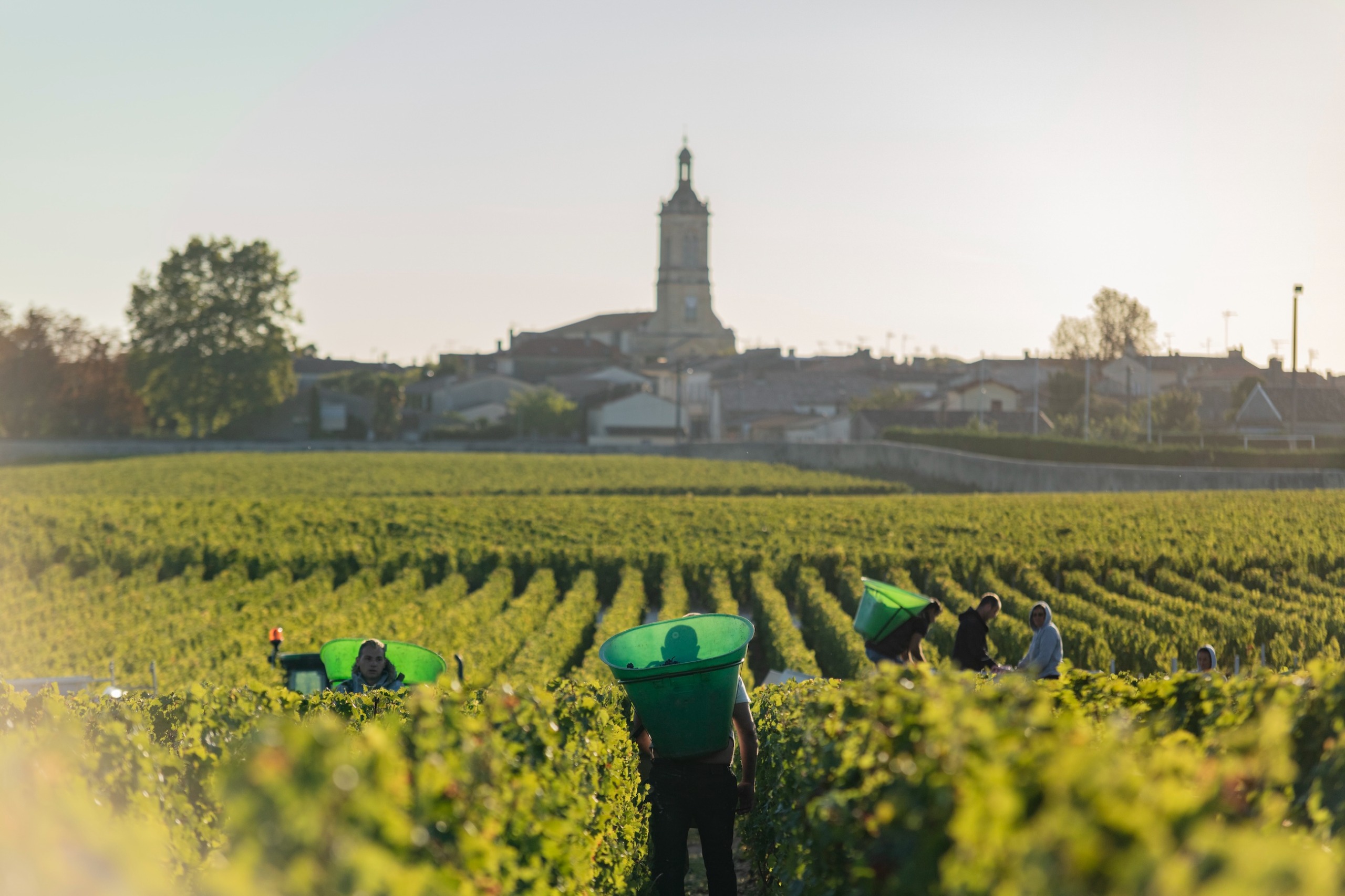 harvest at Ch&amp;acirc;teau Calon S&amp;eacute;gur