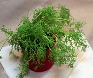 pot of dill in how to grow dill
