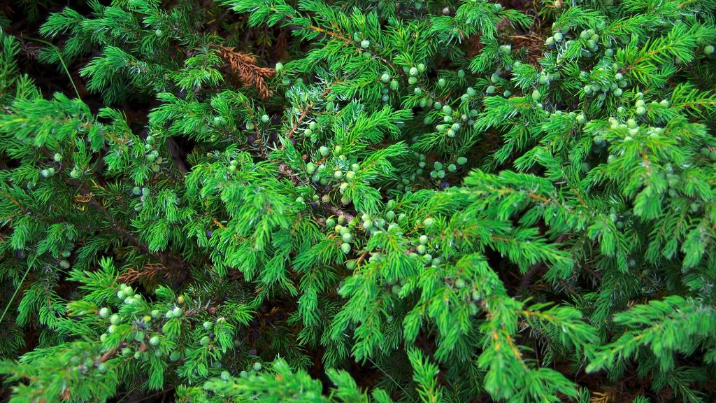 A juniper bush