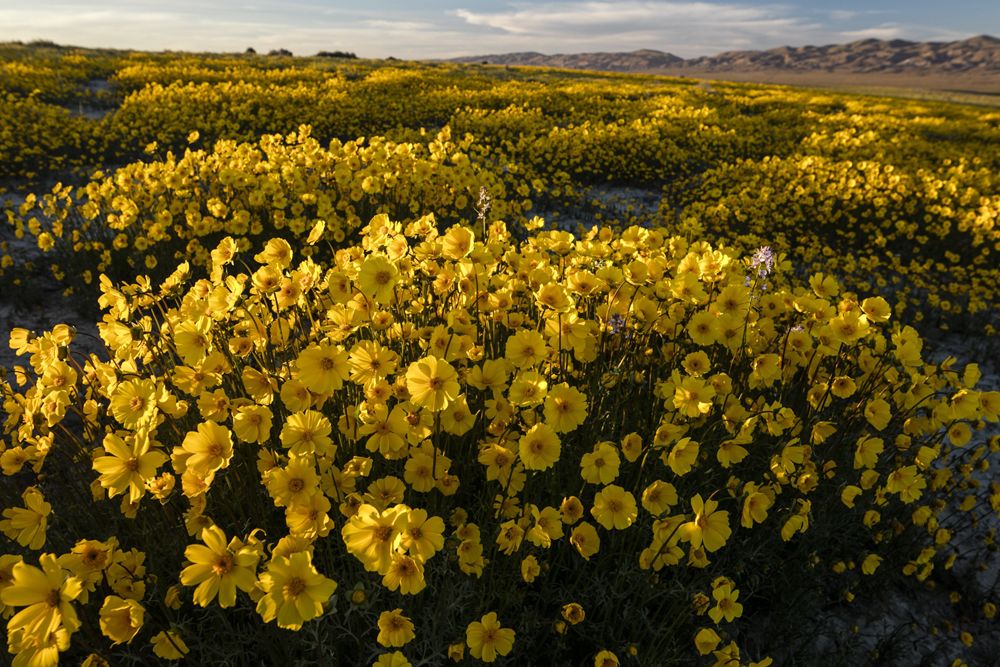 The Vibrant Wildflowers of Carrizo National Monument | Live Science