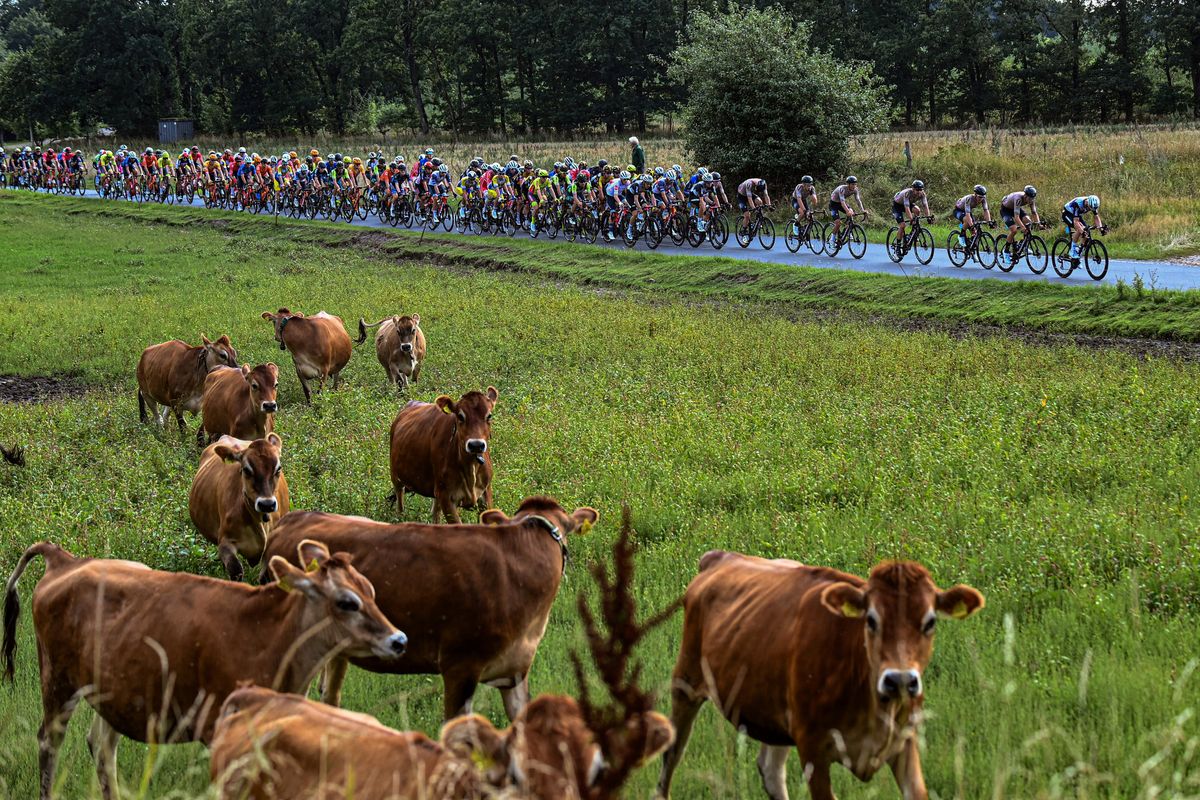 Tour of Denmark 2021 - 31st Edition - 3rd stage Tonder - Vejle 219,2 km - 12/08/2021 - Scenery - photo Thomas Sjorup/CV/BettiniPhoto&Acirc;&copy;2021