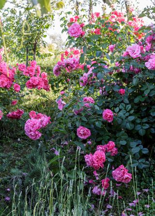 - picture of rose bush in garden