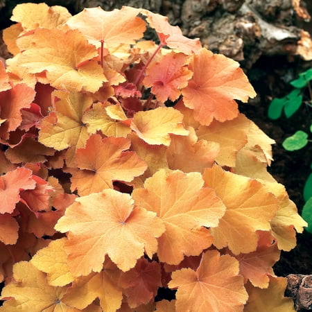 Direct Gardening Caramel Coral Bells Heuchera Dormant Bare Root Shade Loving Perennial Starter Plant