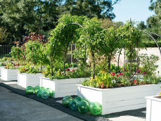 raised vegetable beds with trellis between