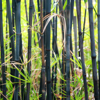 Phyllostachys Nigra from Suttons