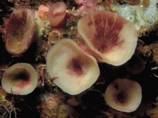 A specimen of Leptoseris troglodyta, the cave-dwelling coral, photographed near Indonesia in 2003. 