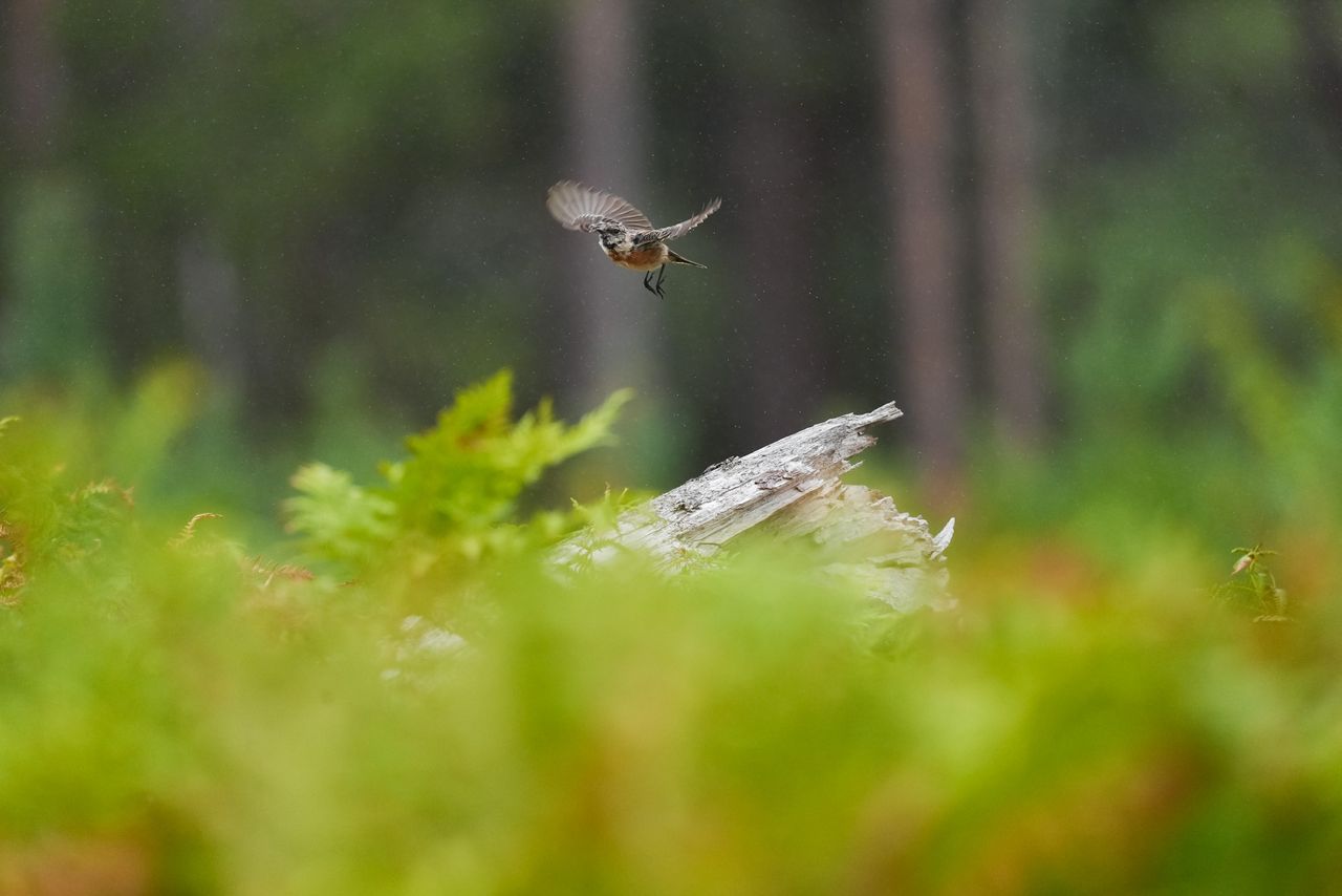 A small bird taking flight from a branch in a nature reserve