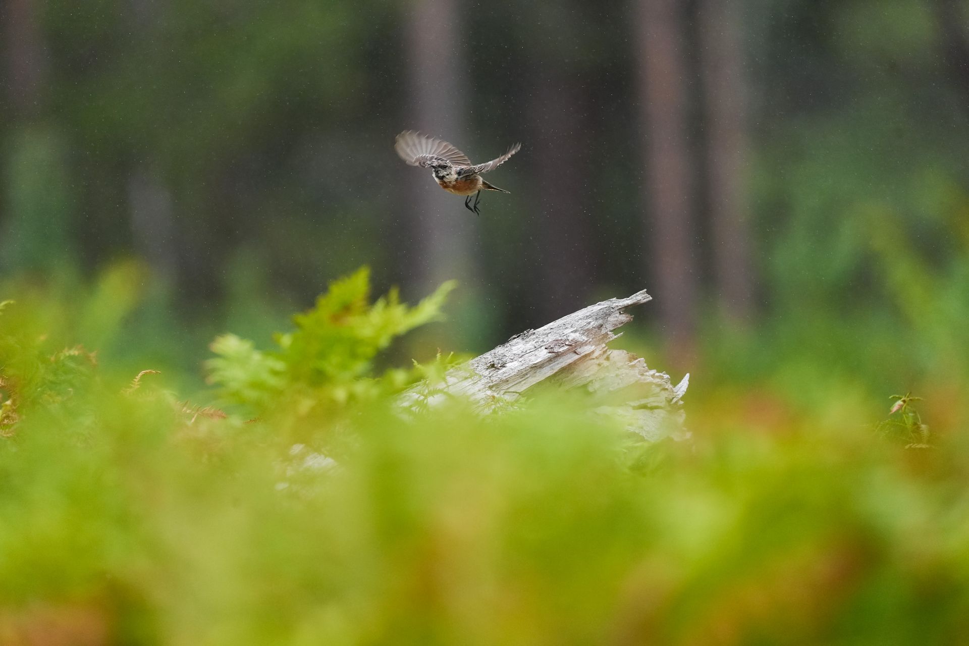 A small bird taking flight from a branch in a nature reserve