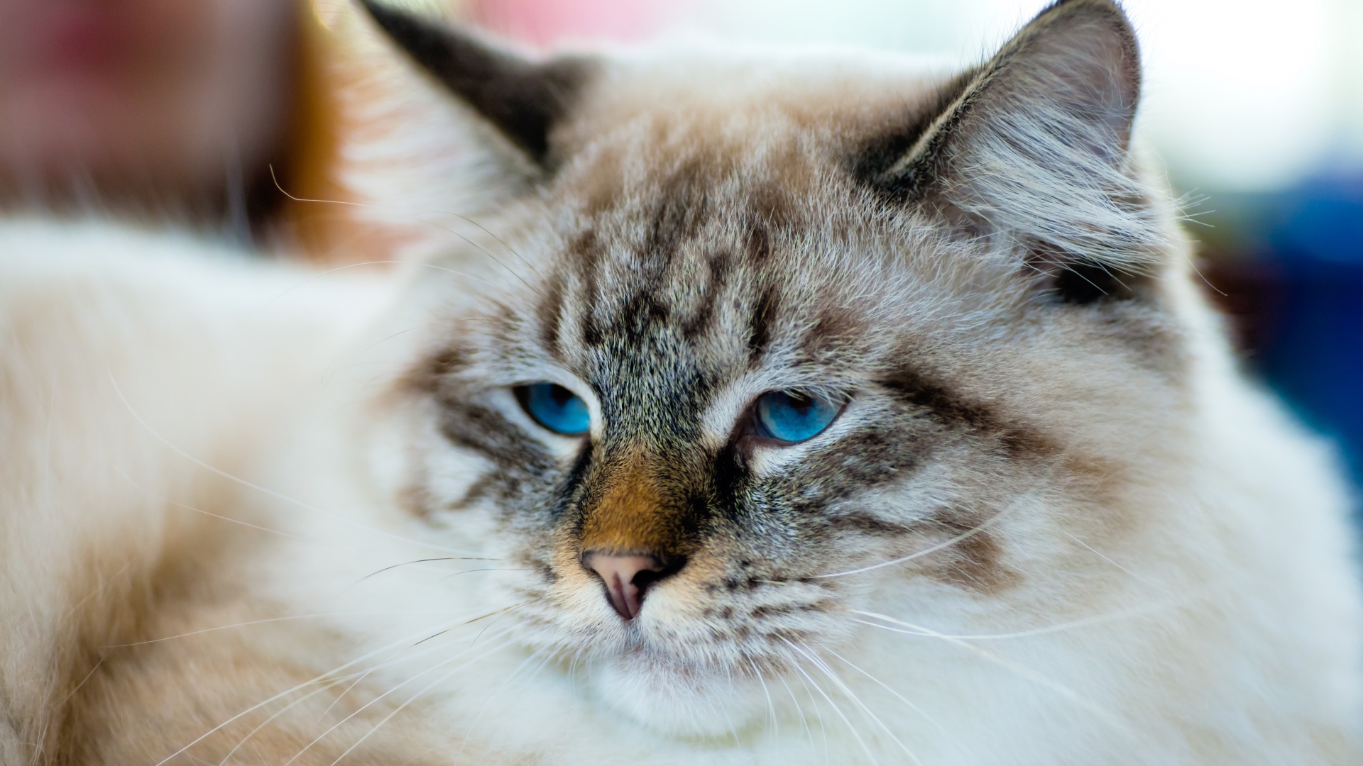 Close up of Ragamuffin cat