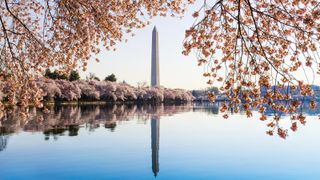 Cherry blossoms in Washington, DC