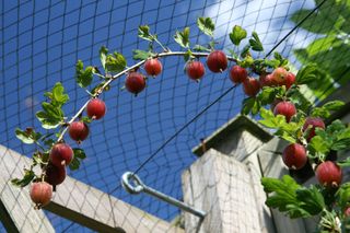 how to grow gooseberries