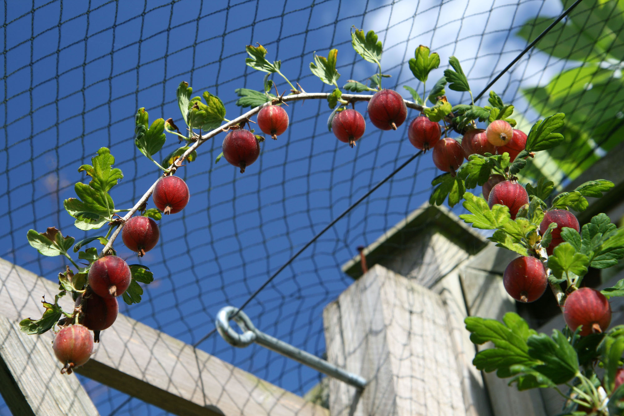 How To Grow Gooseberries: An Expert Guide | Homes & Gardens