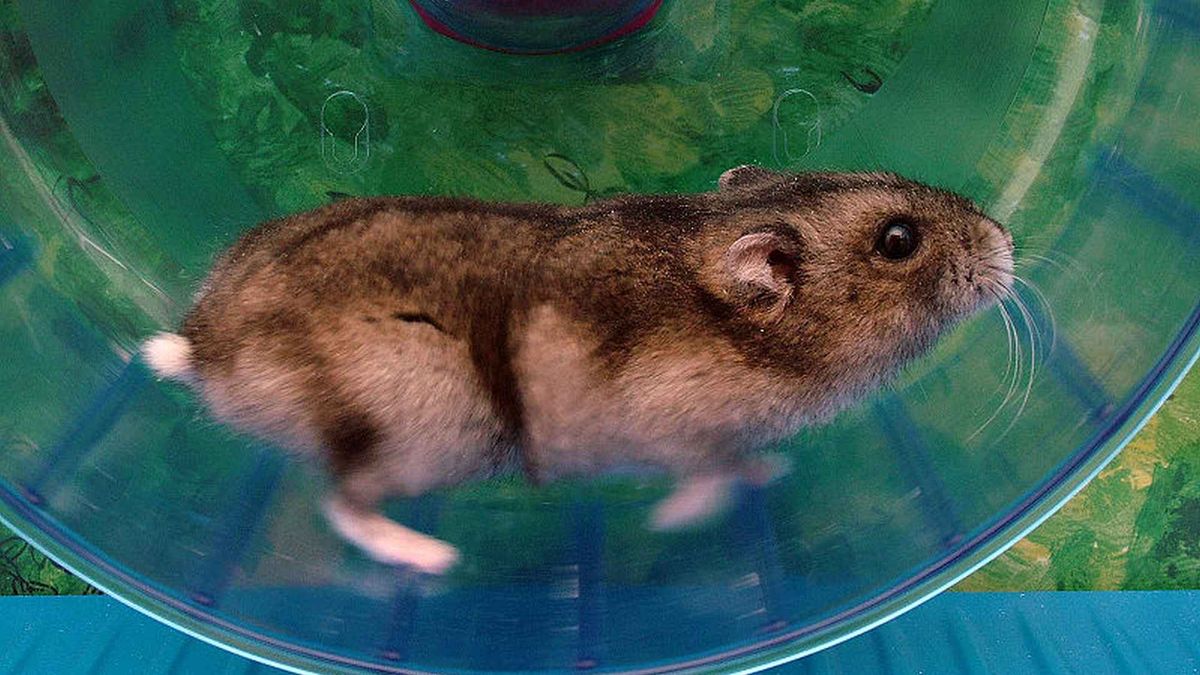 Hamster