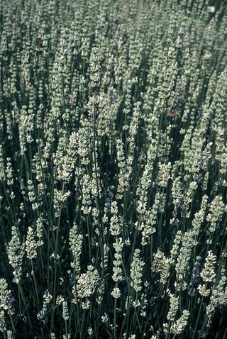 alba lavender